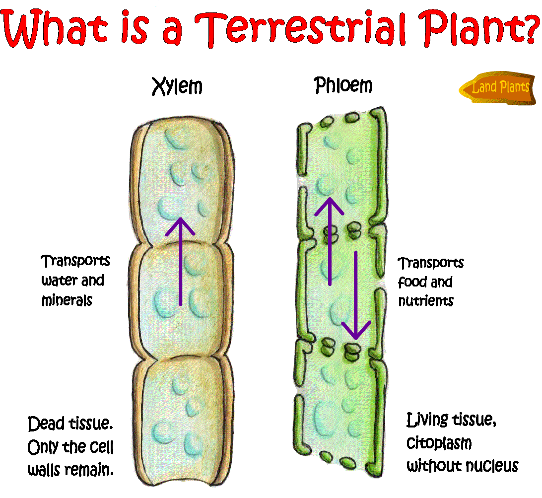 what is a terrestrial plant